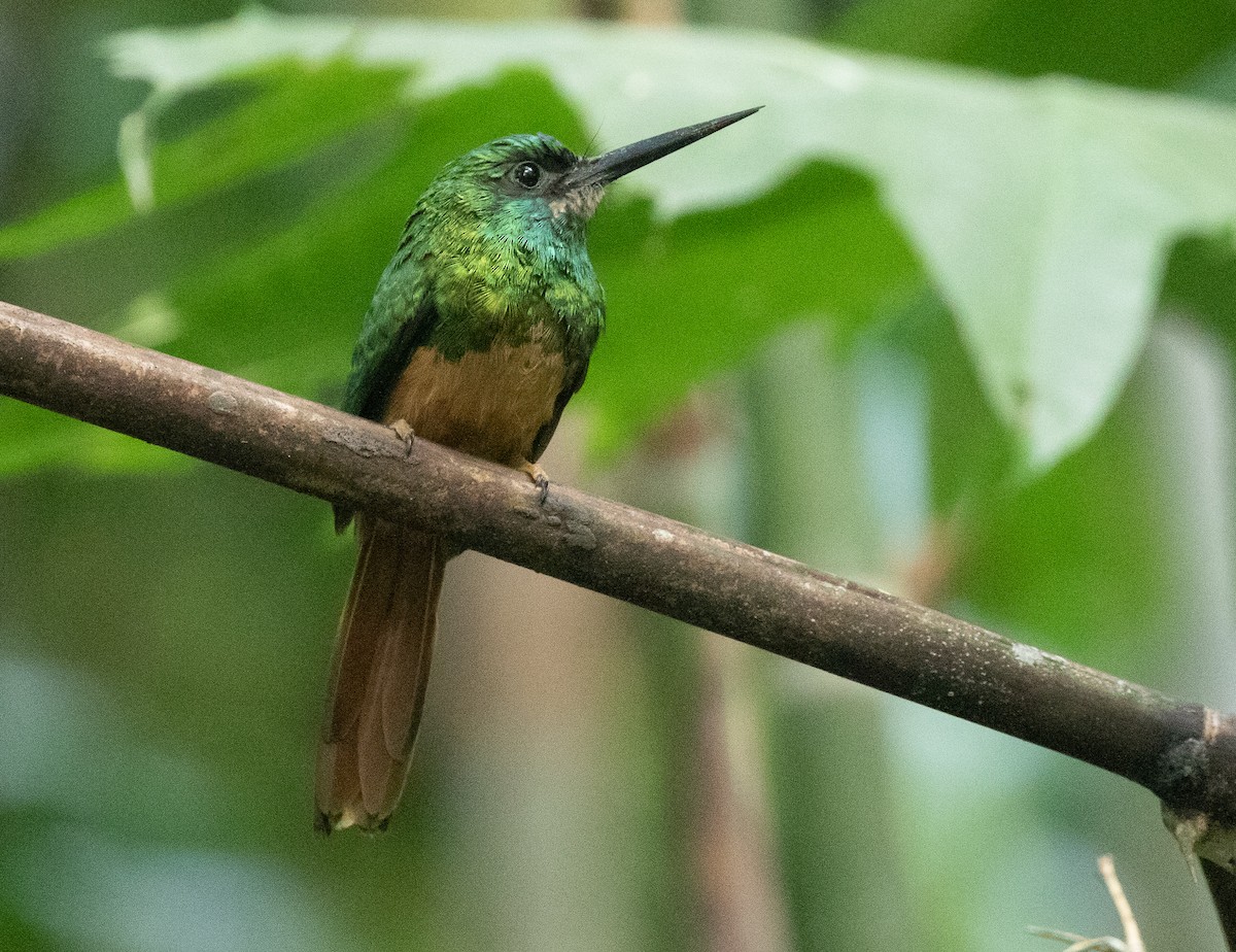 Bluish-fronted Jacamar - Michael Buckham