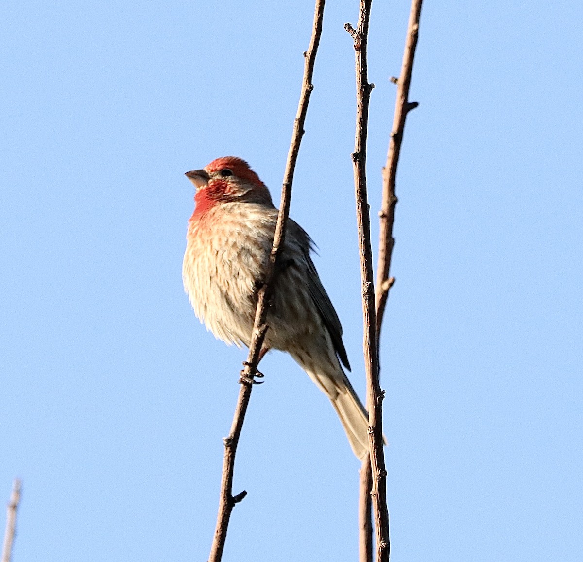 House Finch - ML581391101