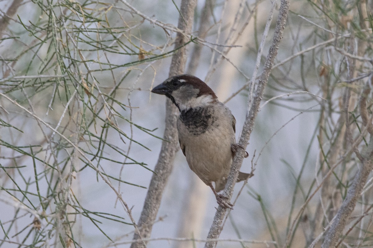 House Sparrow - Nazes Afroz