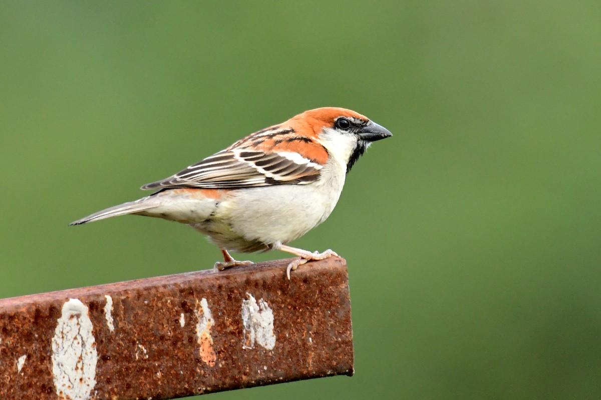 Russet Sparrow - ML581391431