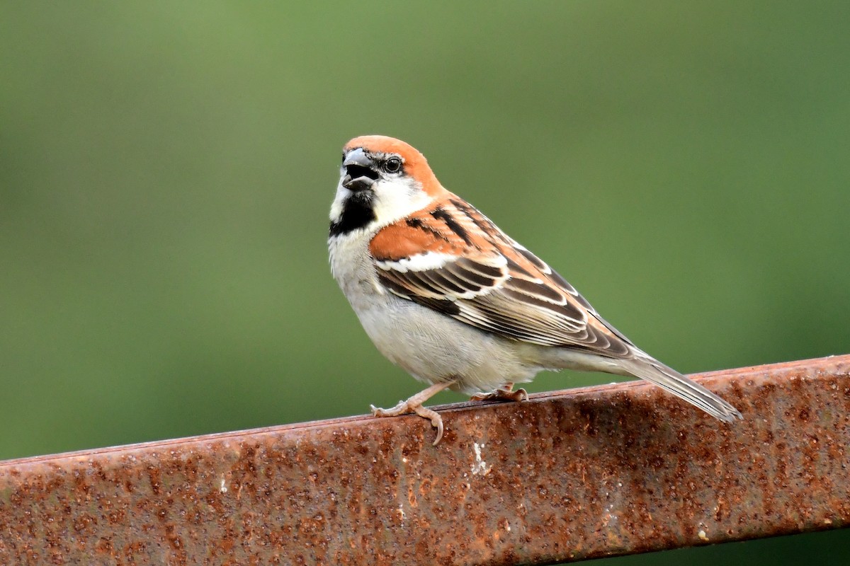 Russet Sparrow - Ajoy Kumar Dawn