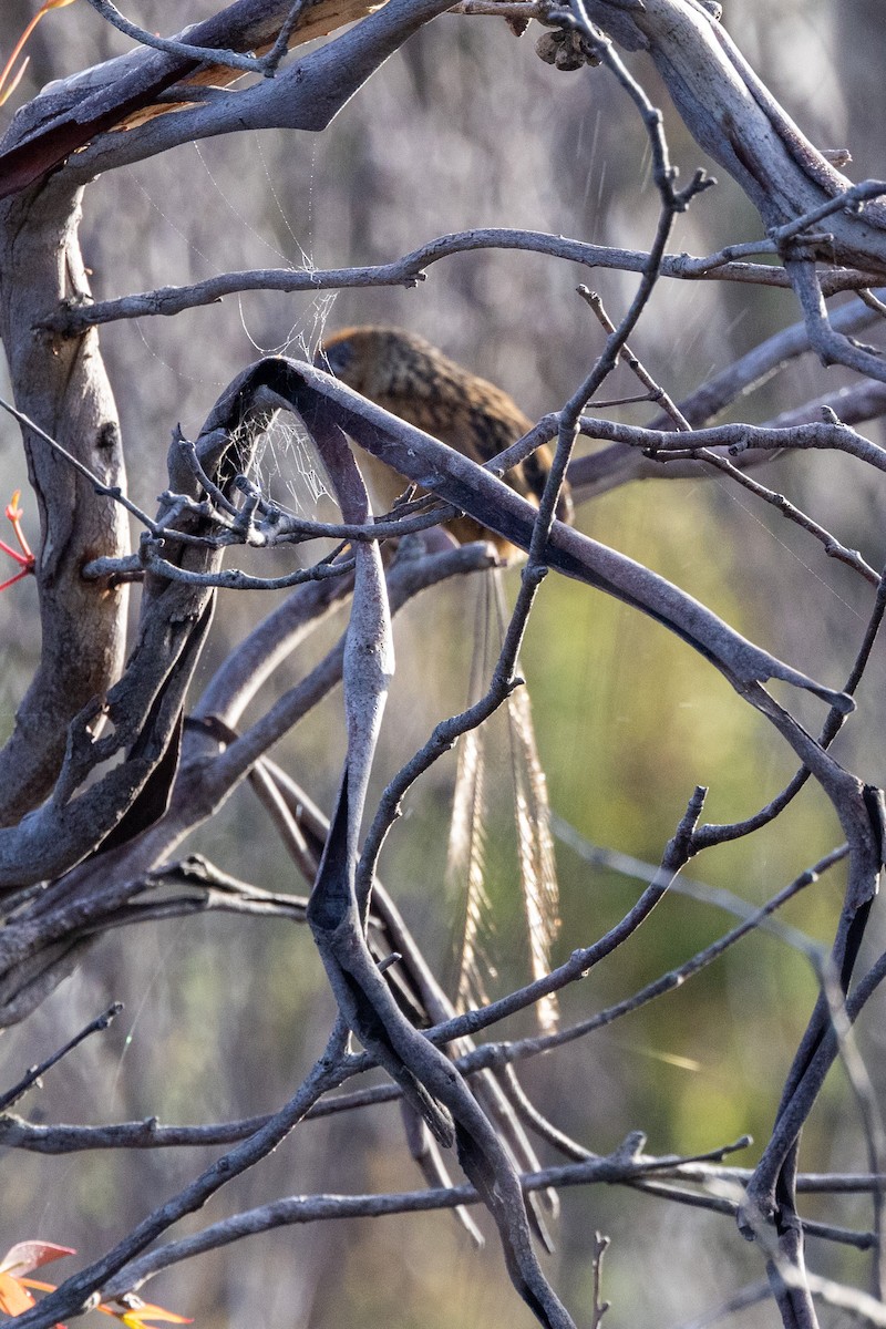 Southern Emuwren - ML581391921