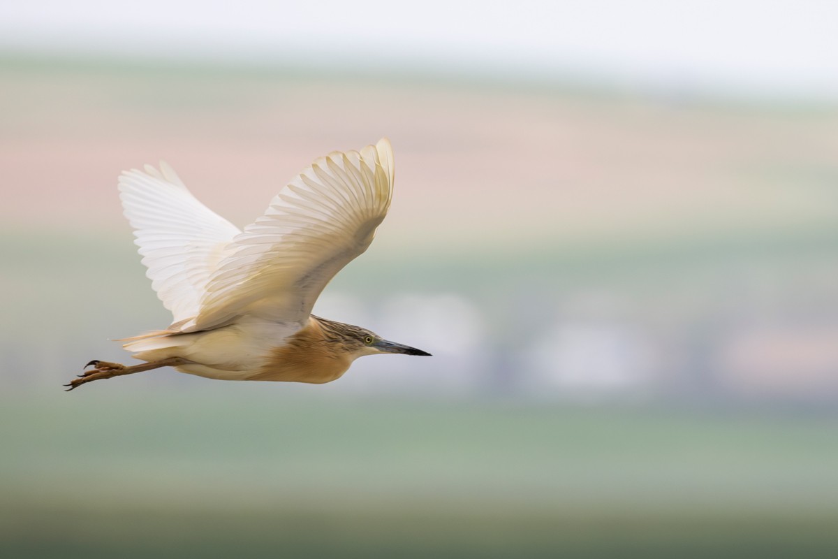 Squacco Heron - ML581391941