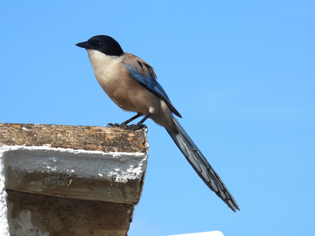 Iberian Magpie - Simon Bradfield