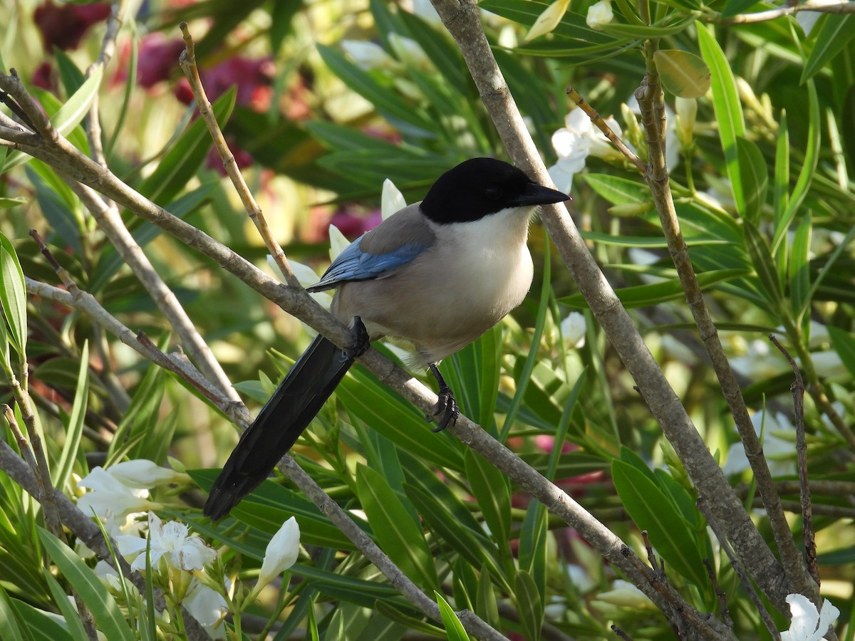 Iberian Magpie - ML581392251