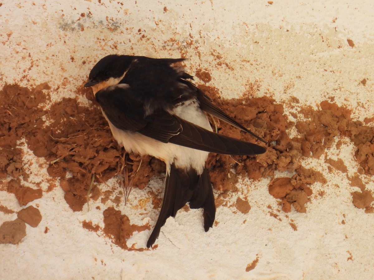 Western House-Martin - Simon Bradfield