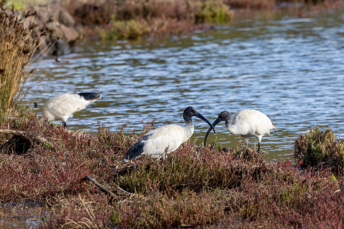 Australian Ibis - ML581393091