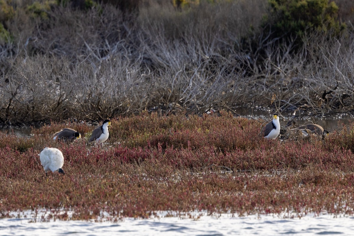 Masked Lapwing - ML581393151