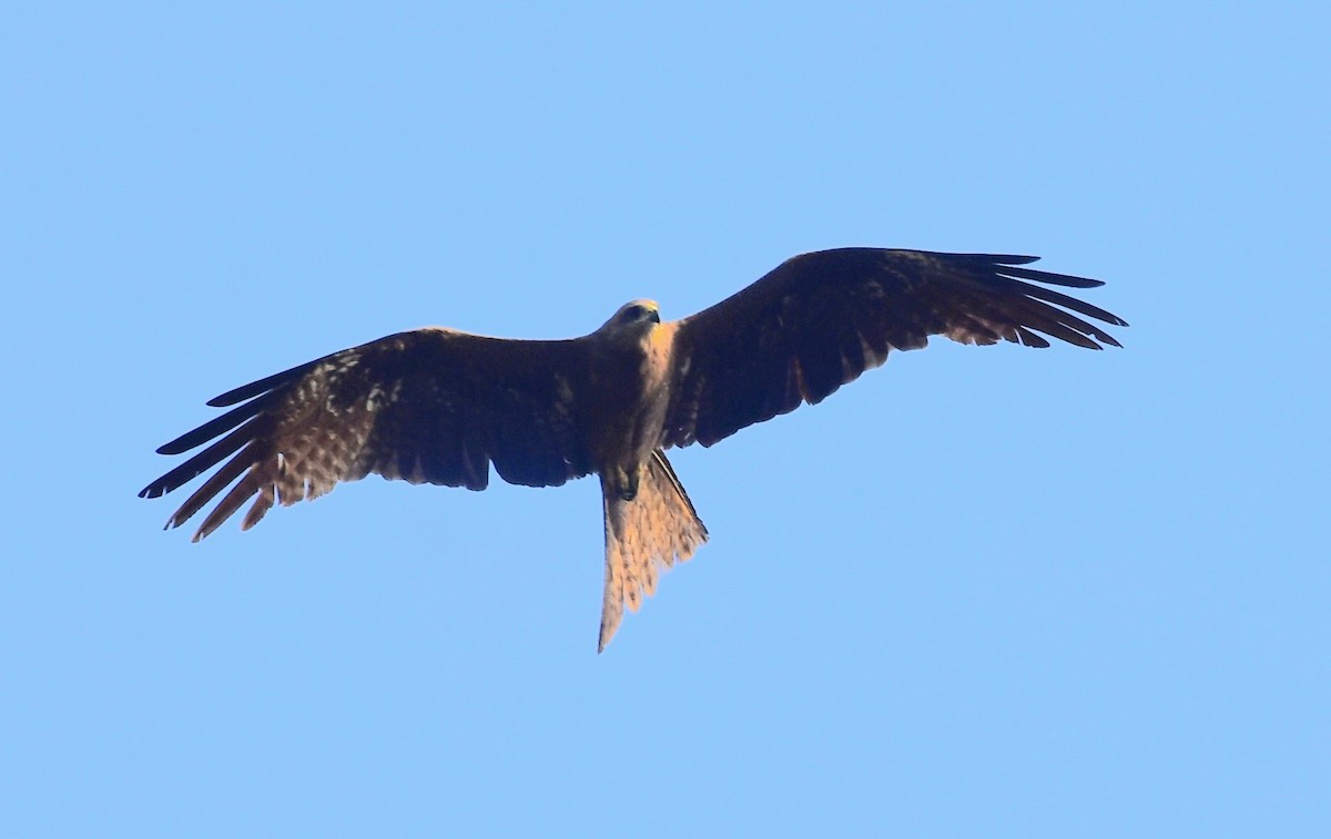 Black Kite - ML581393311