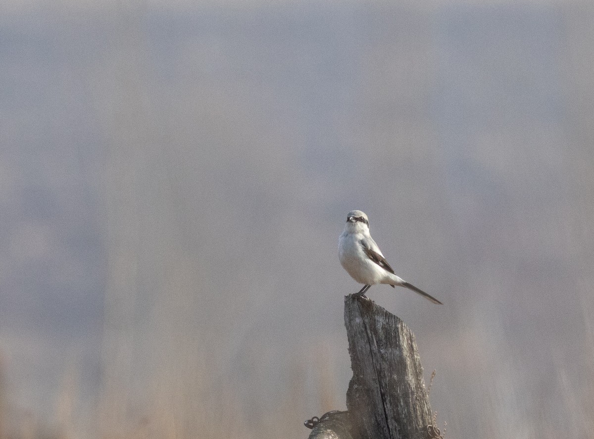 Great Gray Shrike - ML581393321