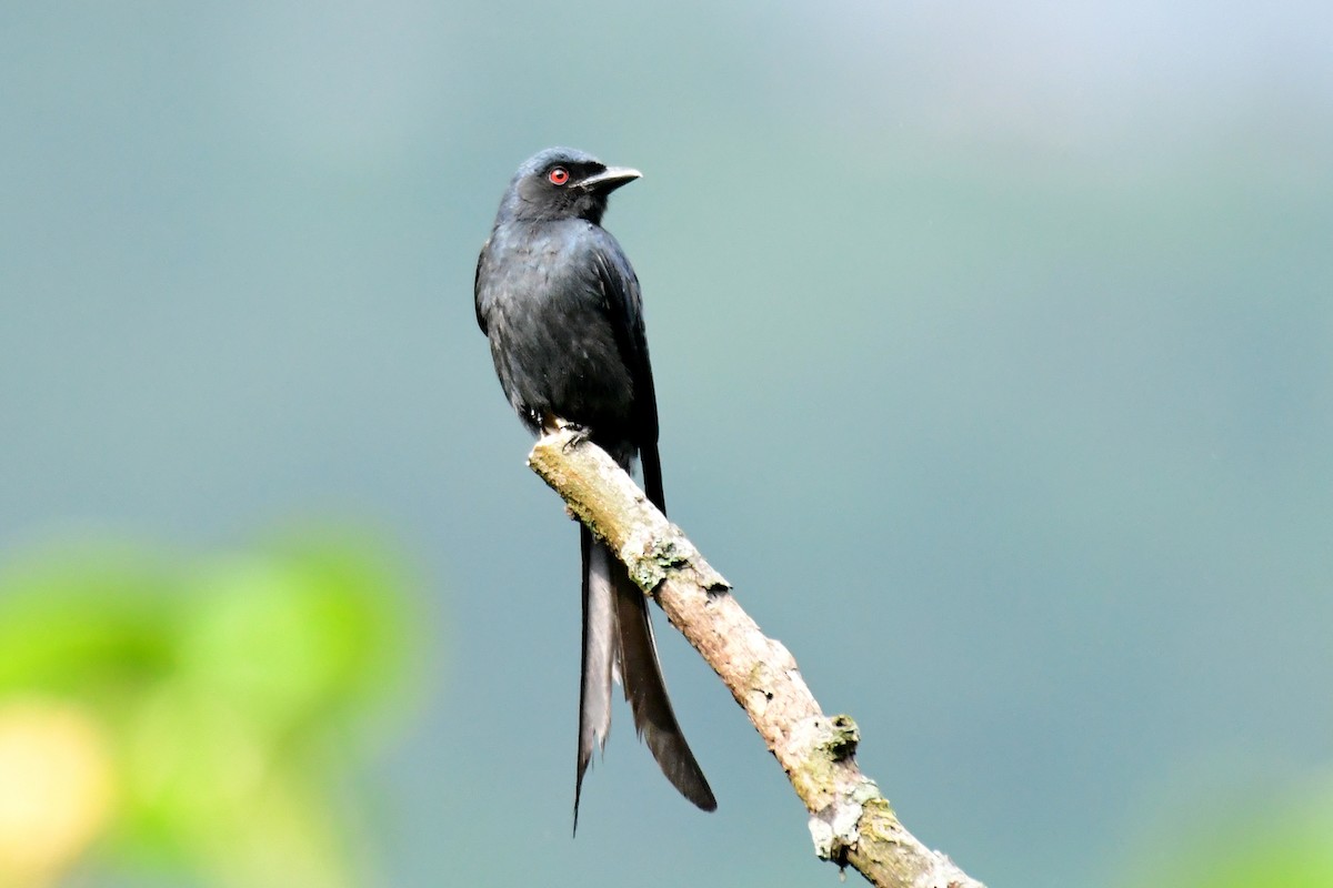 Ashy Drongo - Ajoy Kumar Dawn