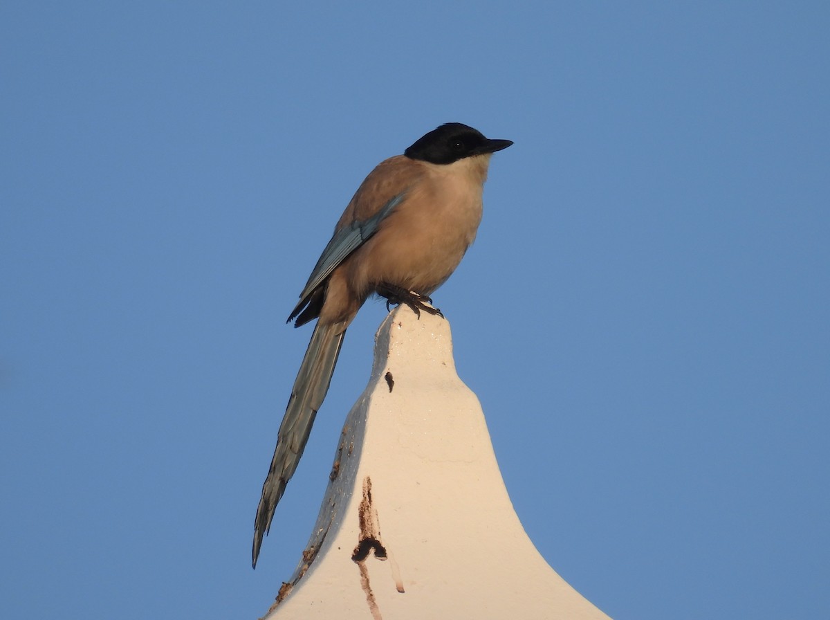 Iberian Magpie - Simon Bradfield