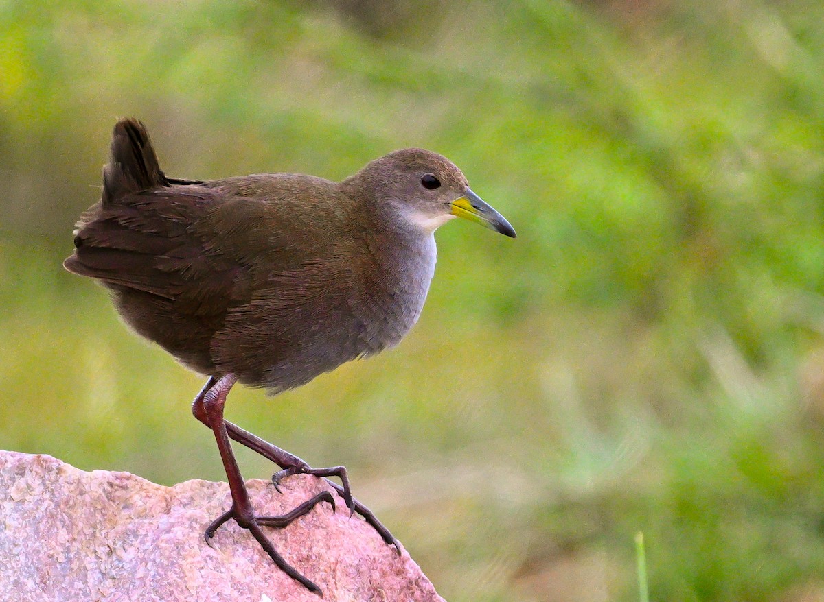 Brown Crake - saurabh kalia