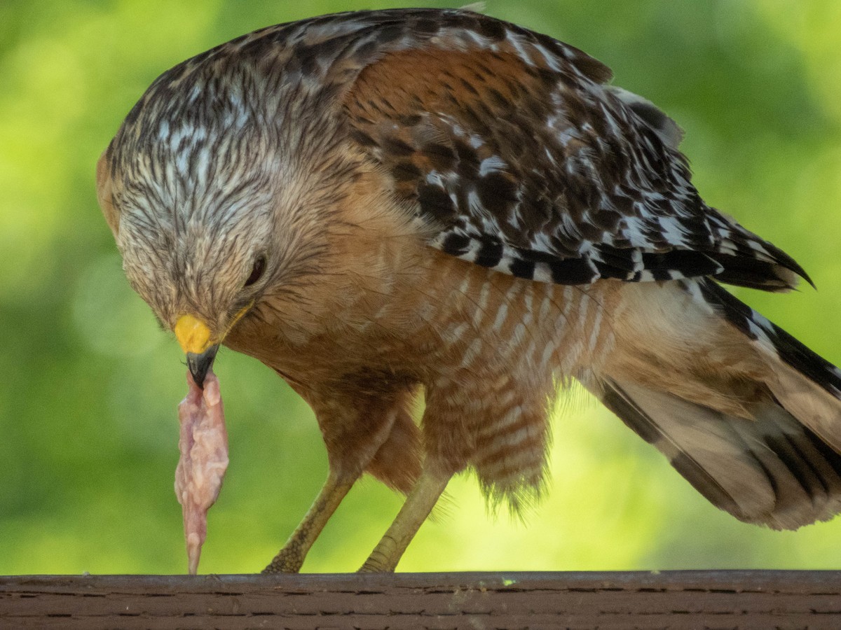 Red-shouldered Hawk - Ruslan Balagansky