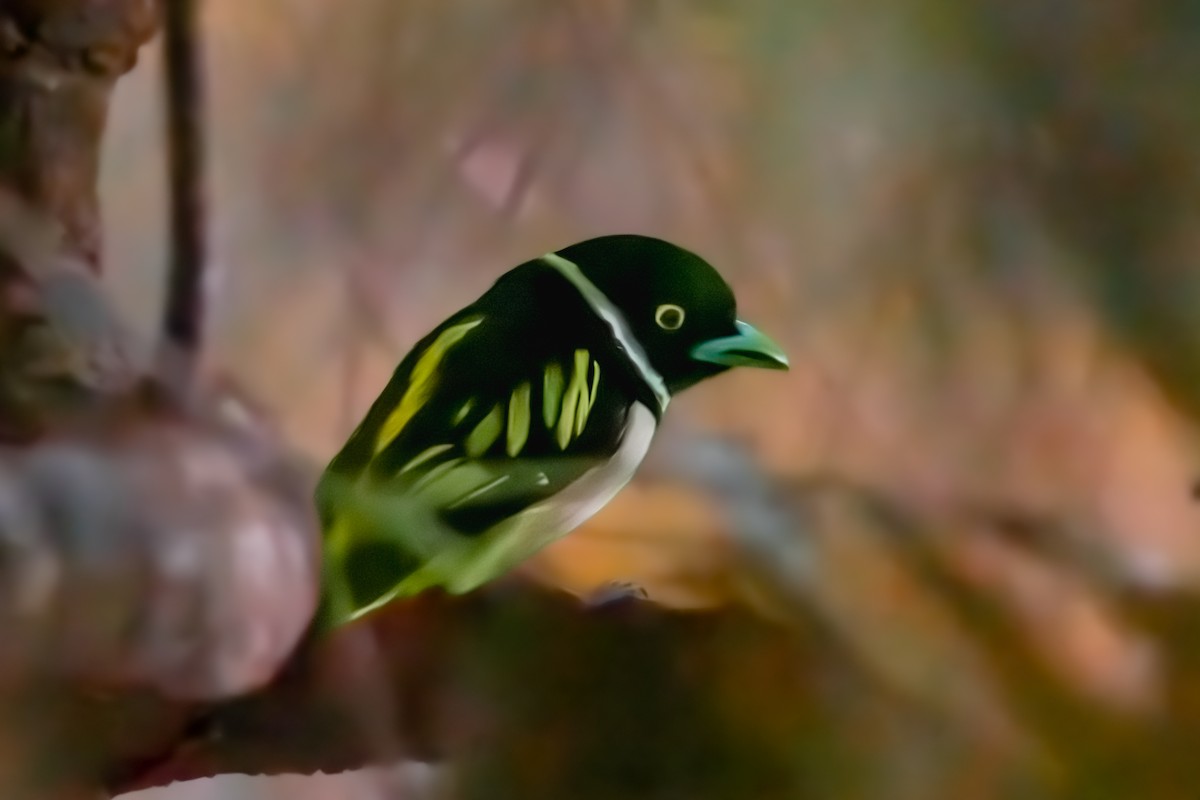 Black-and-yellow Broadbill - ERIK Ding