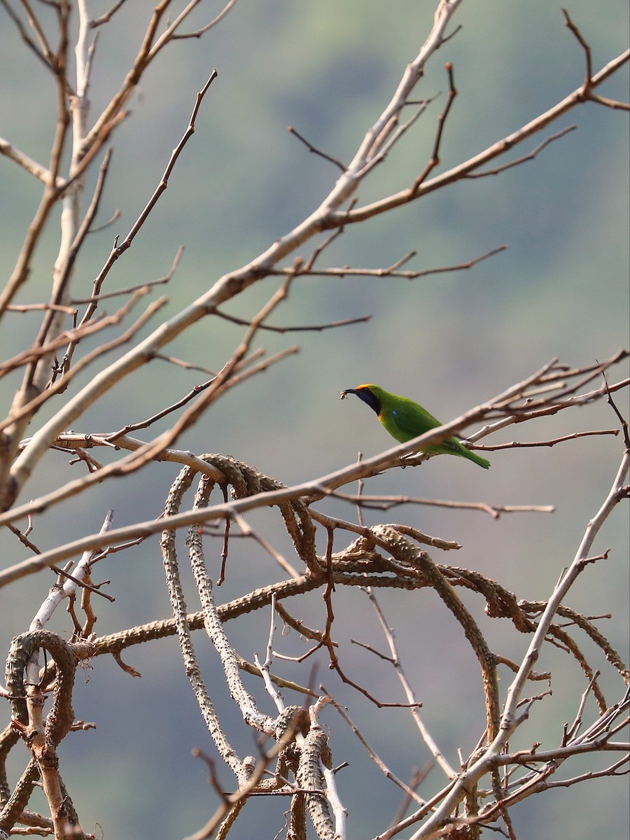 Golden-fronted Leafbird - ML581400191