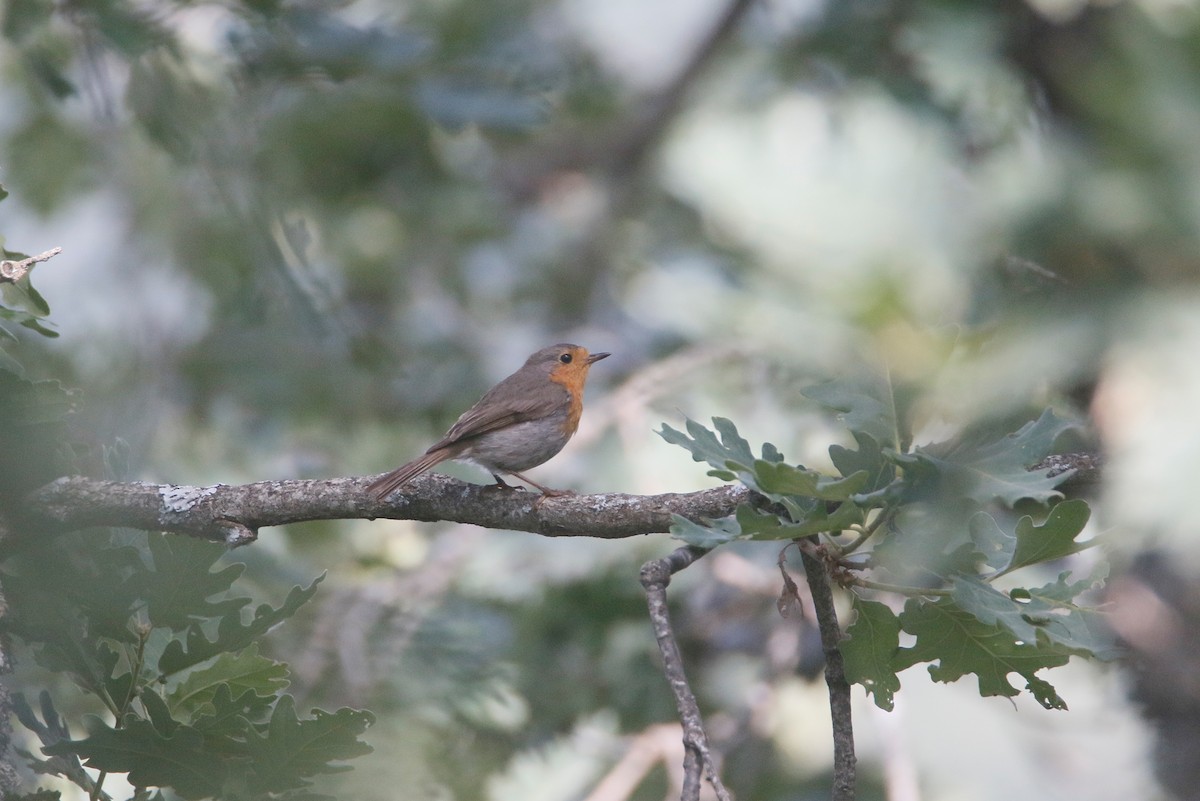 European Robin - ML581400211