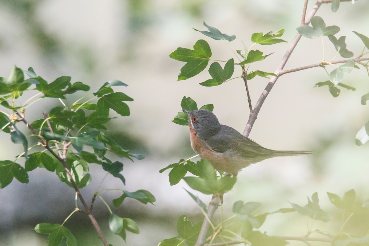 Western Subalpine Warbler - David Pérez