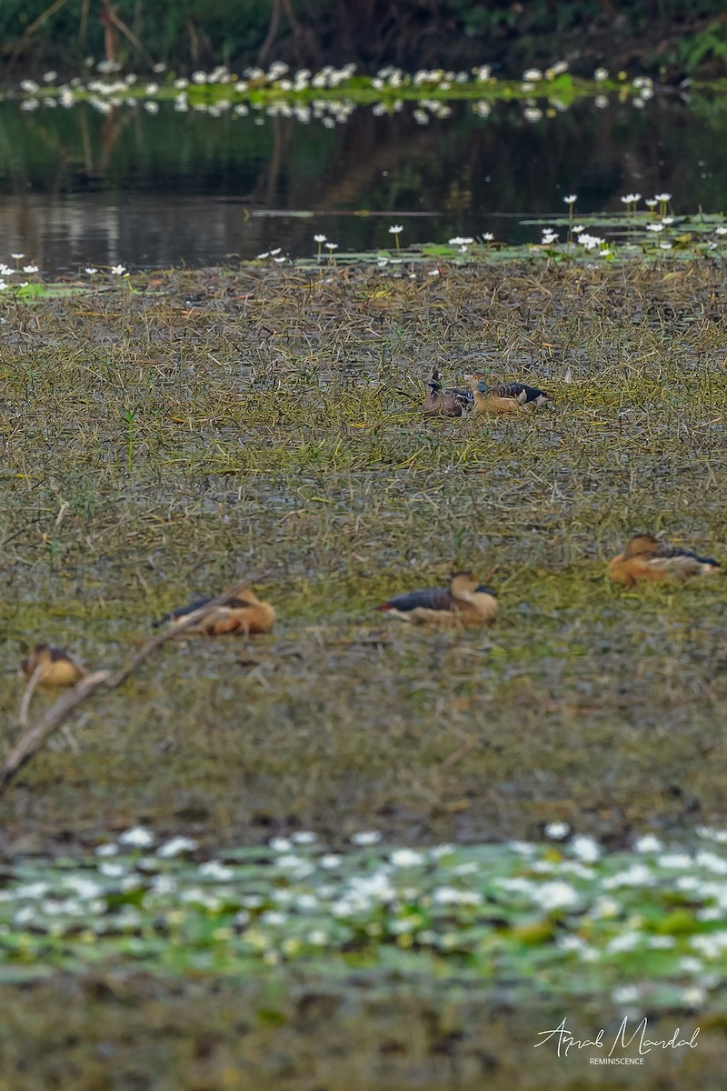 Garganey - ML581400751