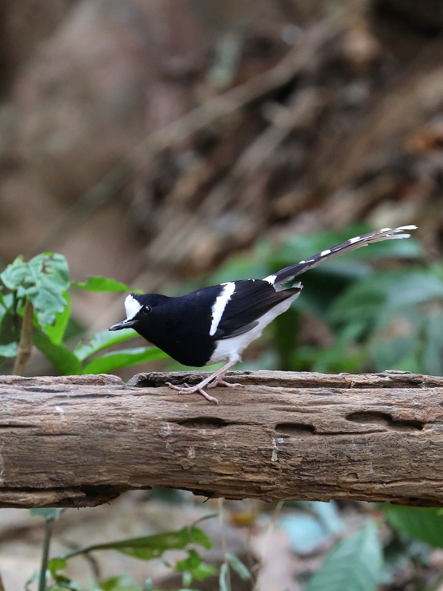 White-crowned Forktail - ML581401081