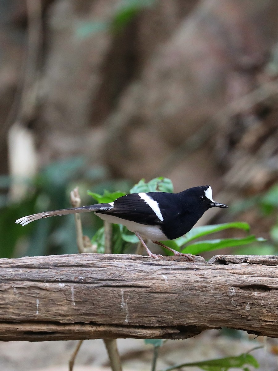 White-crowned Forktail - ML581401101