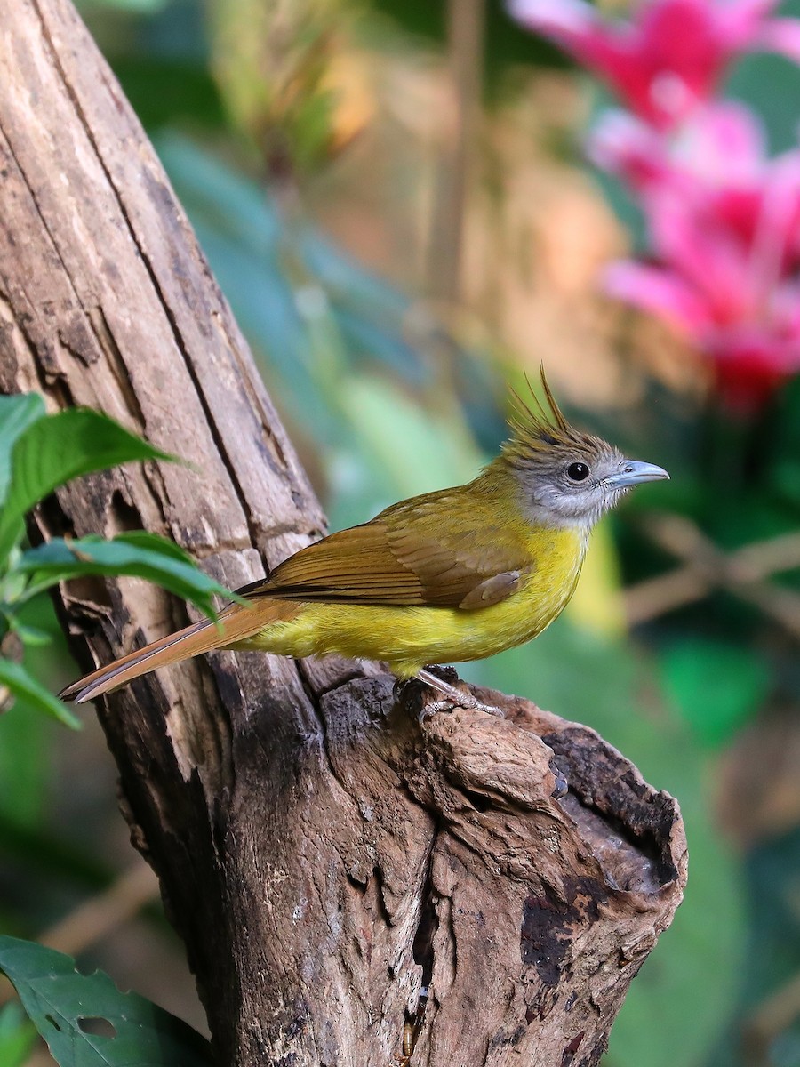 White-throated Bulbul - ML581401321