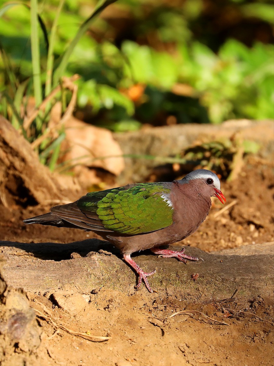 Asian Emerald Dove - Matthias Alberti