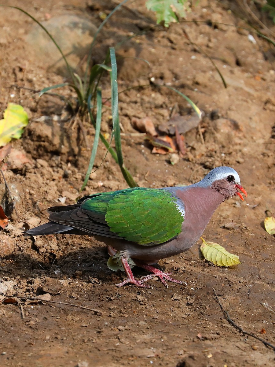 Asian Emerald Dove - ML581402371