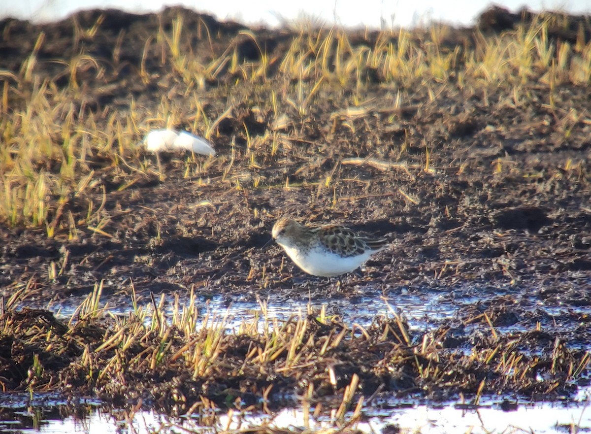 Little Stint - ML581402761