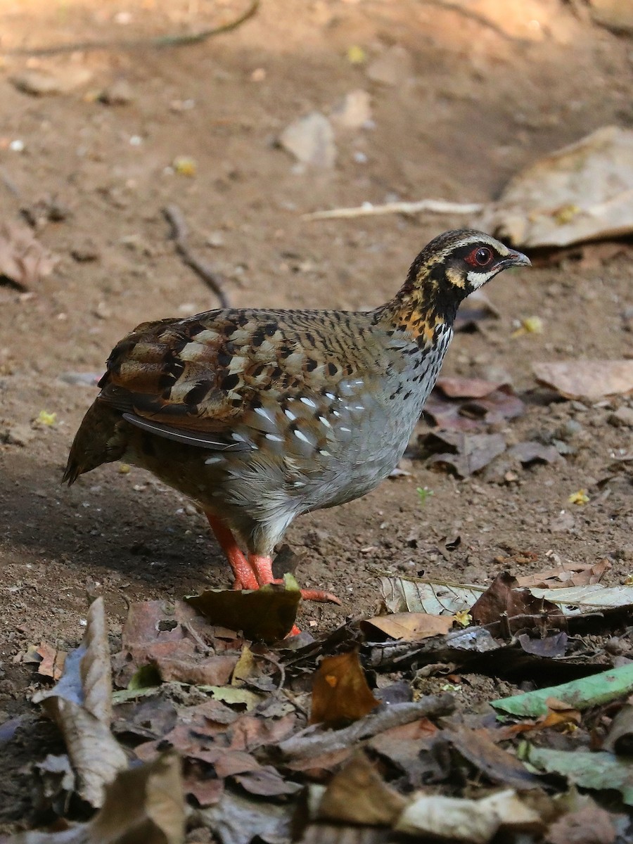 White-cheeked Partridge - ML581402801