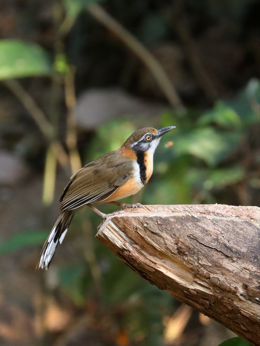 Lesser Necklaced Laughingthrush - ML581402941