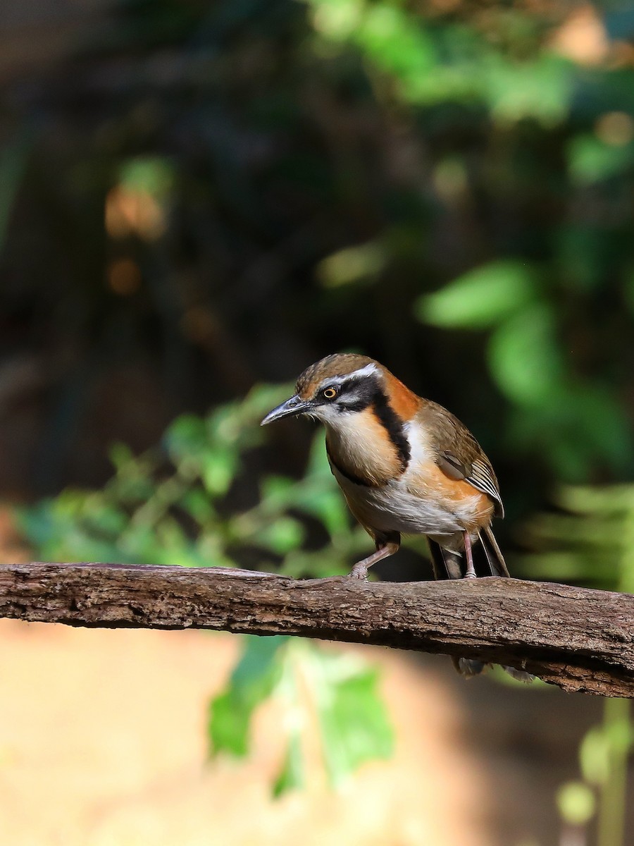 Lesser Necklaced Laughingthrush - ML581402951