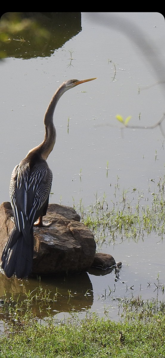 anhinga indomalajská - ML581403541