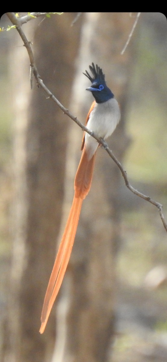 Indian Paradise-Flycatcher - ML581403551