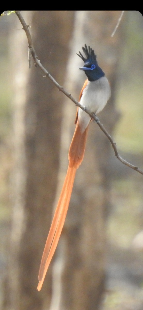 Indian Paradise-Flycatcher - ML581403561