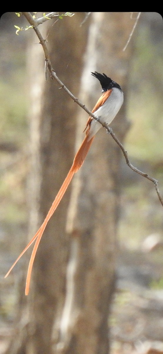 Indian Paradise-Flycatcher - ML581403571