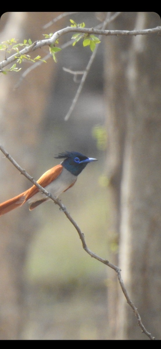 Indian Paradise-Flycatcher - ML581403581