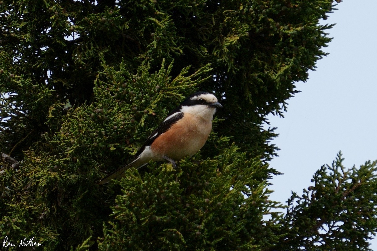 Masked Shrike - ML581403611