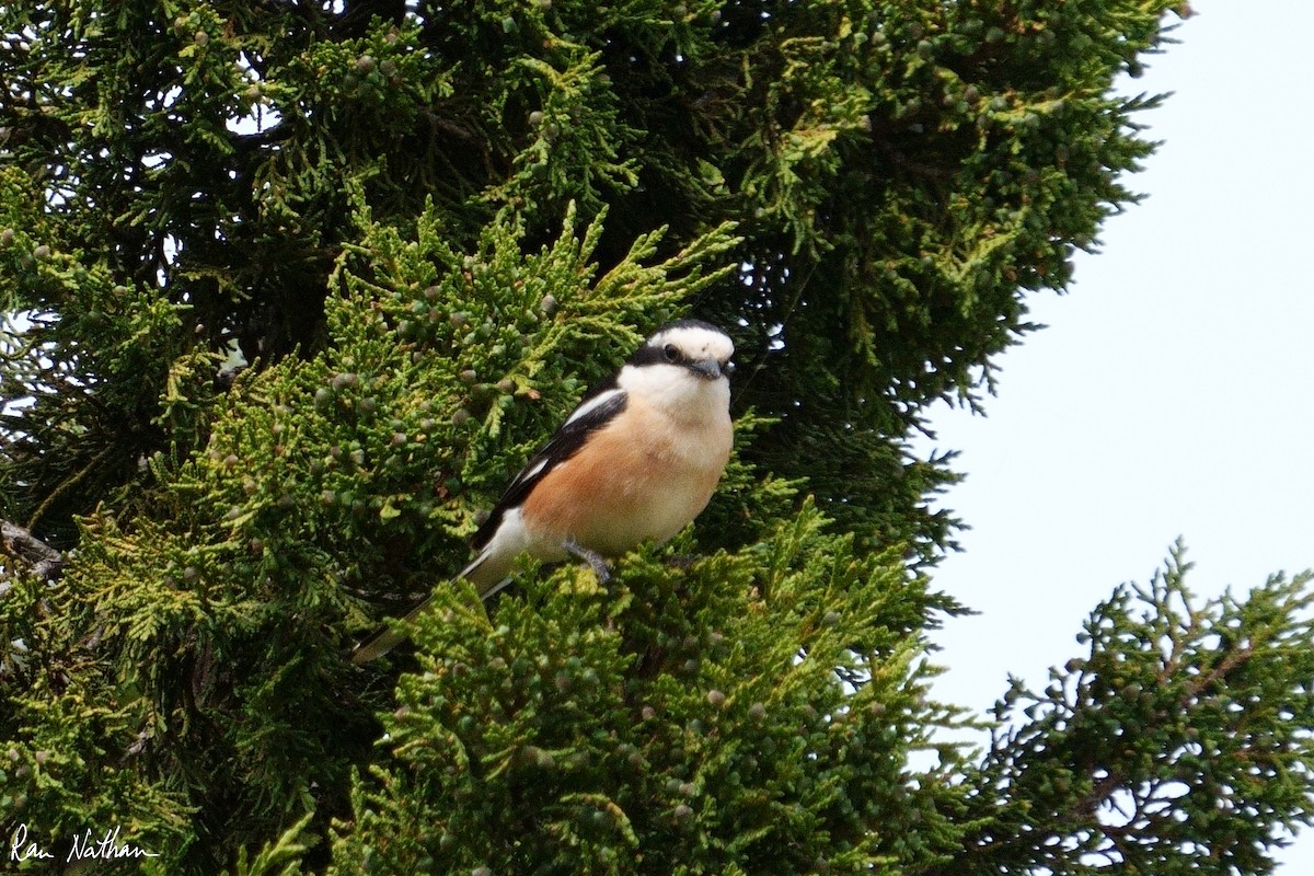 Masked Shrike - ML581403621