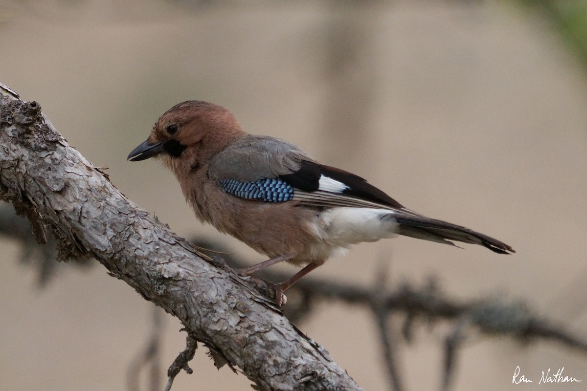 Eurasian Jay - ML581403641