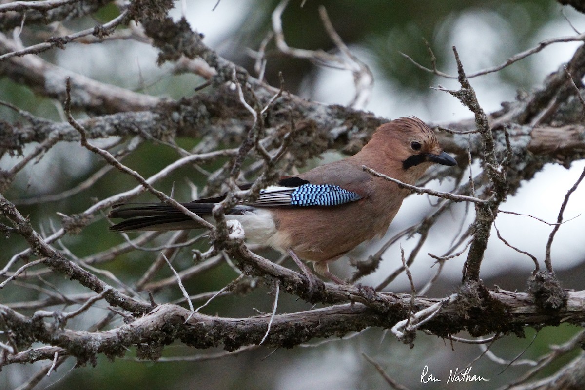 Eurasian Jay - Ran Nathan