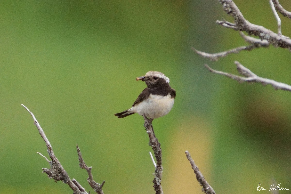 Cyprus Wheatear - ML581403691