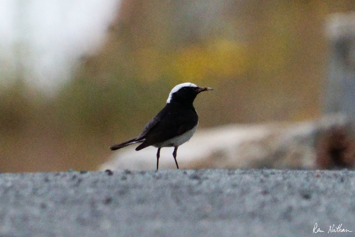 Cyprus Wheatear - Ran Nathan