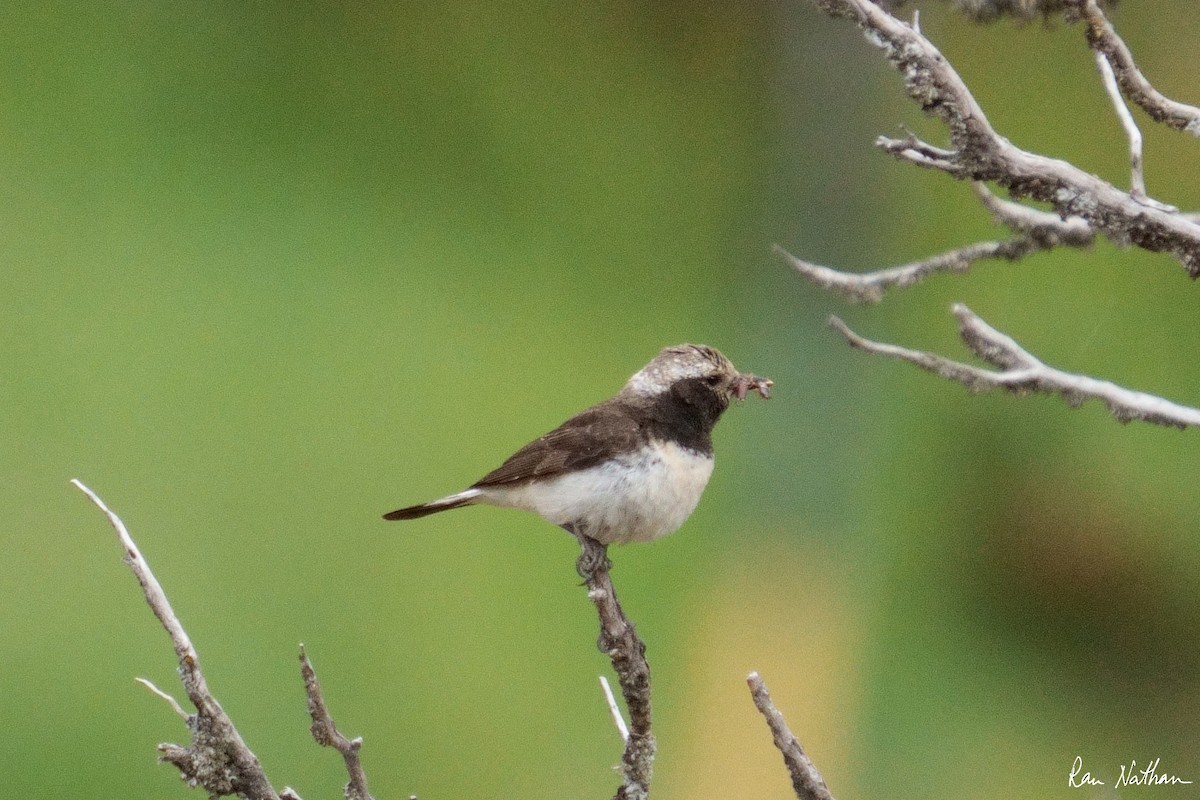 Cyprus Wheatear - Ran Nathan