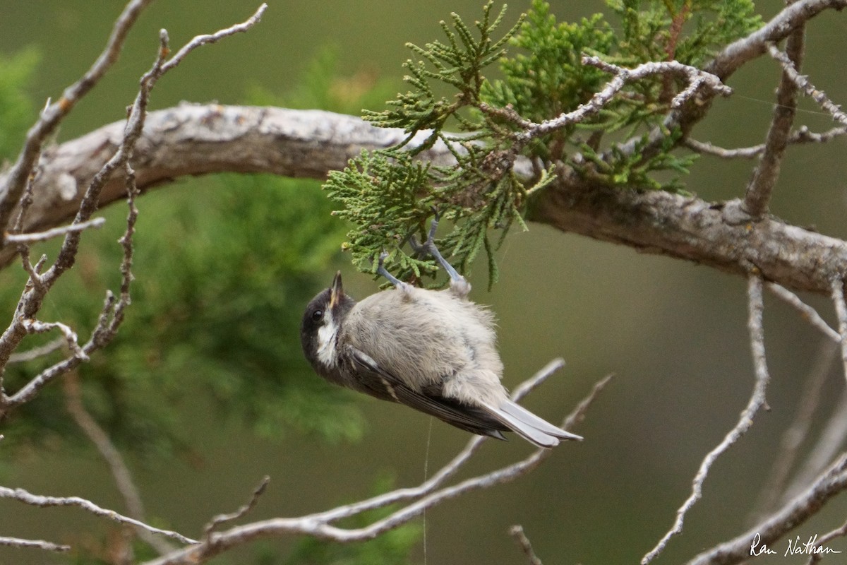 Coal Tit - ML581403831