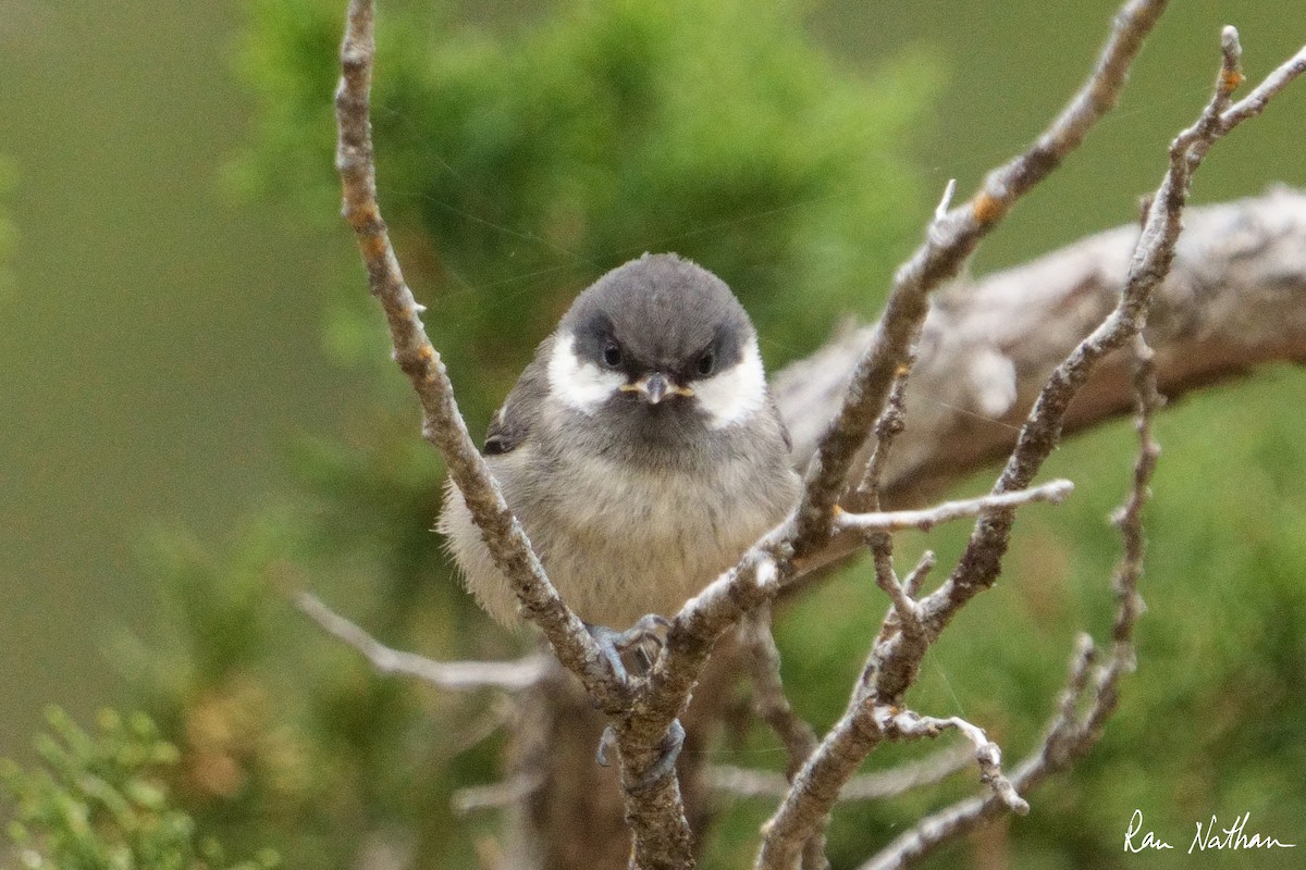 Coal Tit - ML581403851