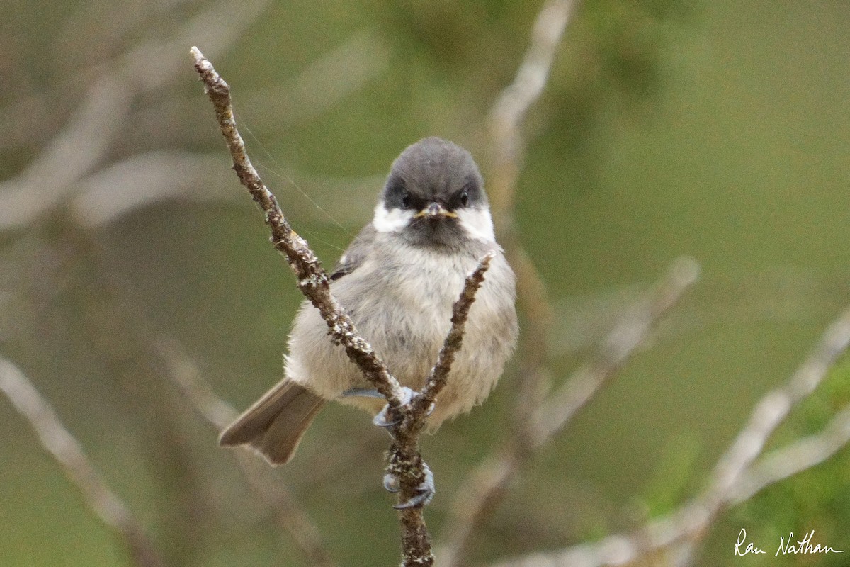 Coal Tit - ML581403871