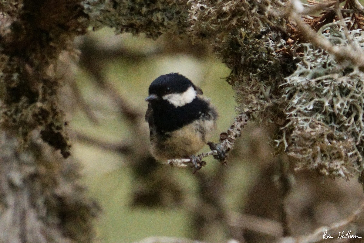 Coal Tit - ML581403881