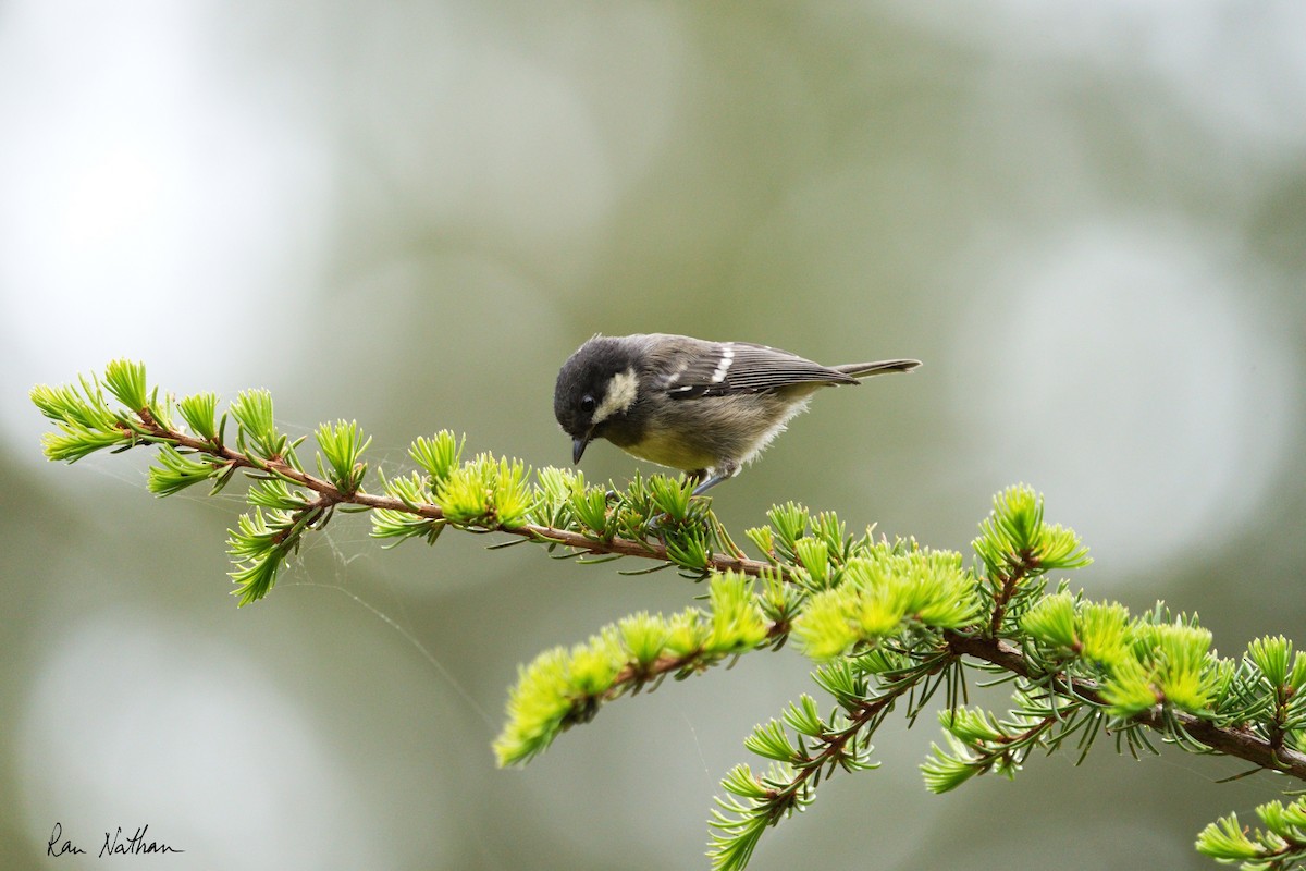 Coal Tit - ML581403901