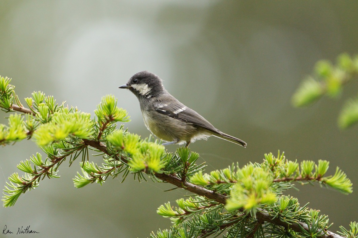 Coal Tit - ML581403921